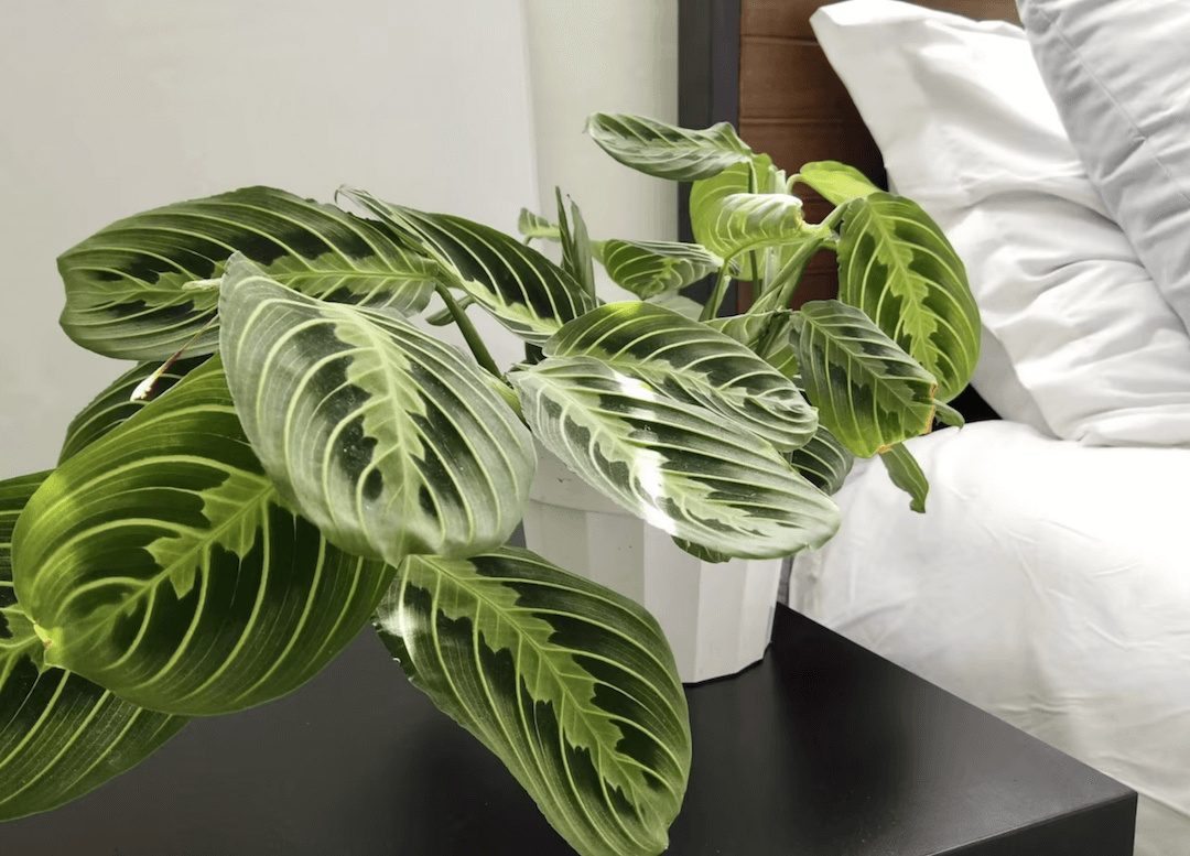 Prayer Plant