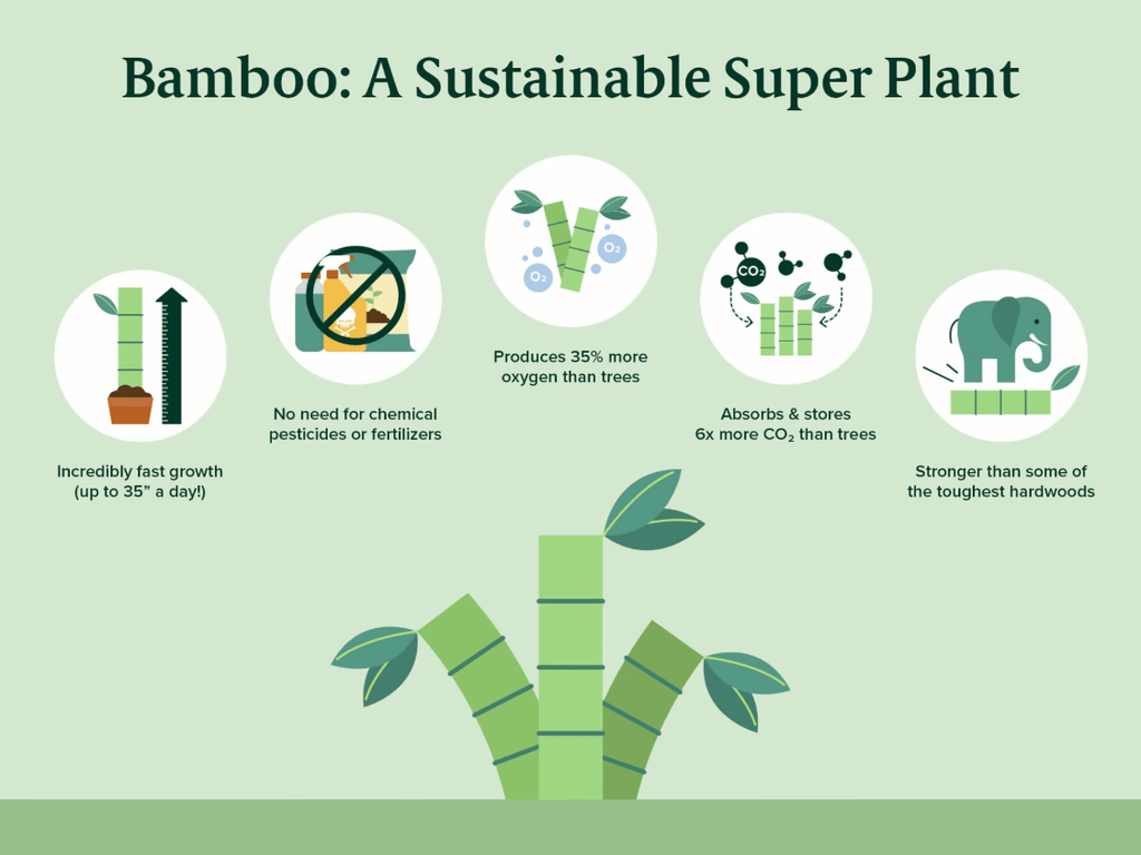 bamboo a sustainable super plant