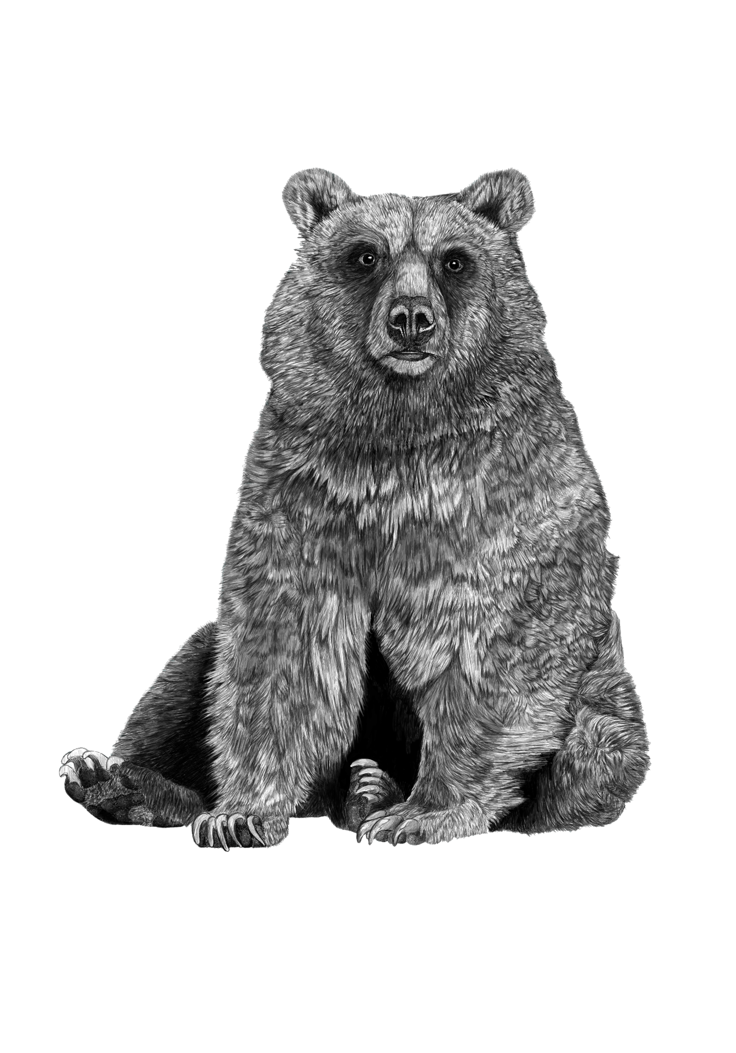 clipart of a sitting bear