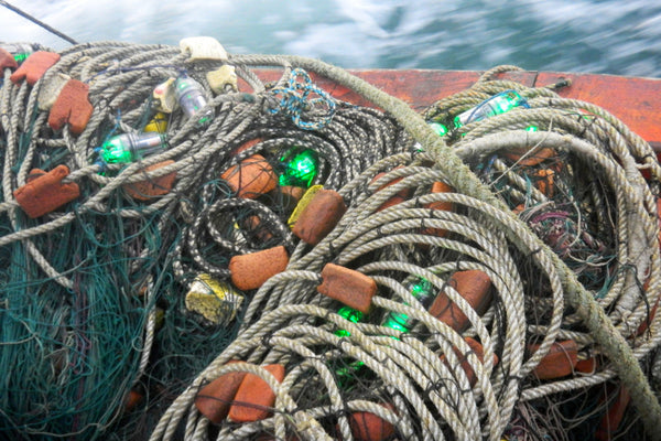 Turtle Power! LED fishing nets keep out turtles.