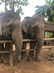 Elephants at MandaLao 