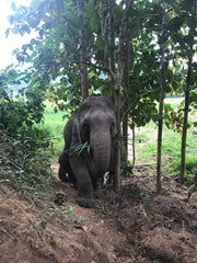 Trekking with Elephants in Laos 