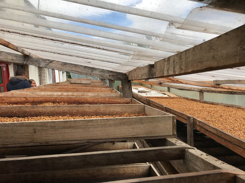 raised drying beds filled with coffee seeds in Colombia