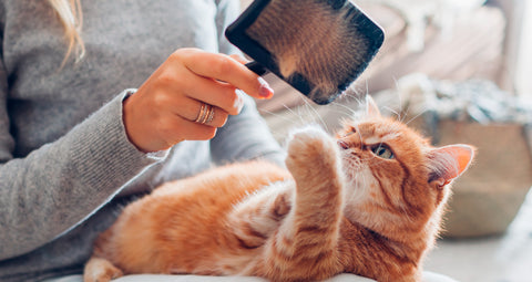 3 formas de limpiar el pelo de nuestras mascotas de muebles y tapicerías