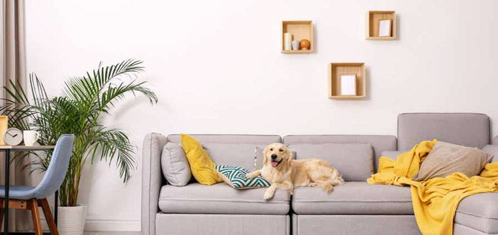 perro golden retriever sentado sobre sofá gris