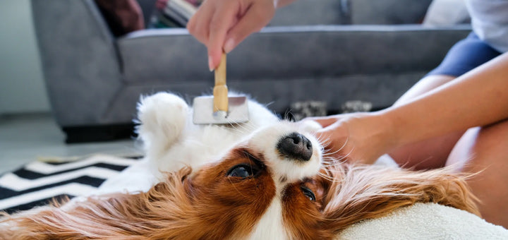 persona cepillando a su perro