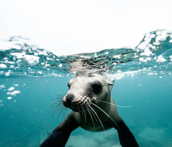 Sea Lion in water