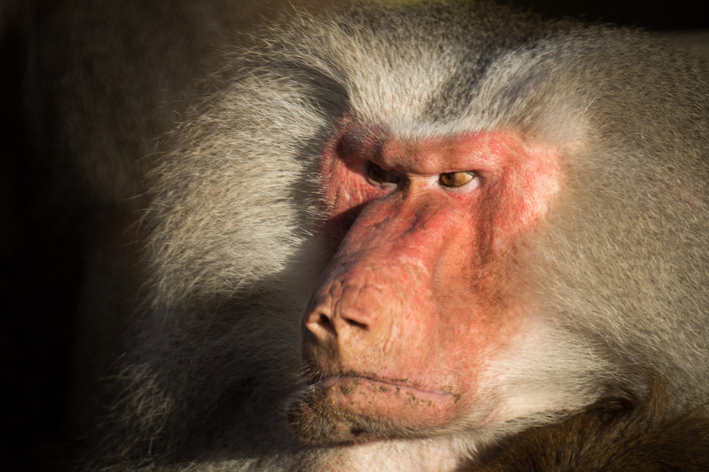 How To Relieve Stress and Anxiety - 4 Simple Steps - picture of a very angry monkey with very red face