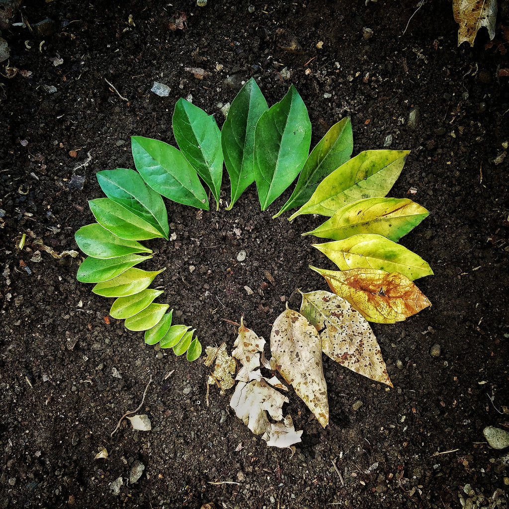 Leaves laid in a circle. Each leaf picked at different season. Cyclic living