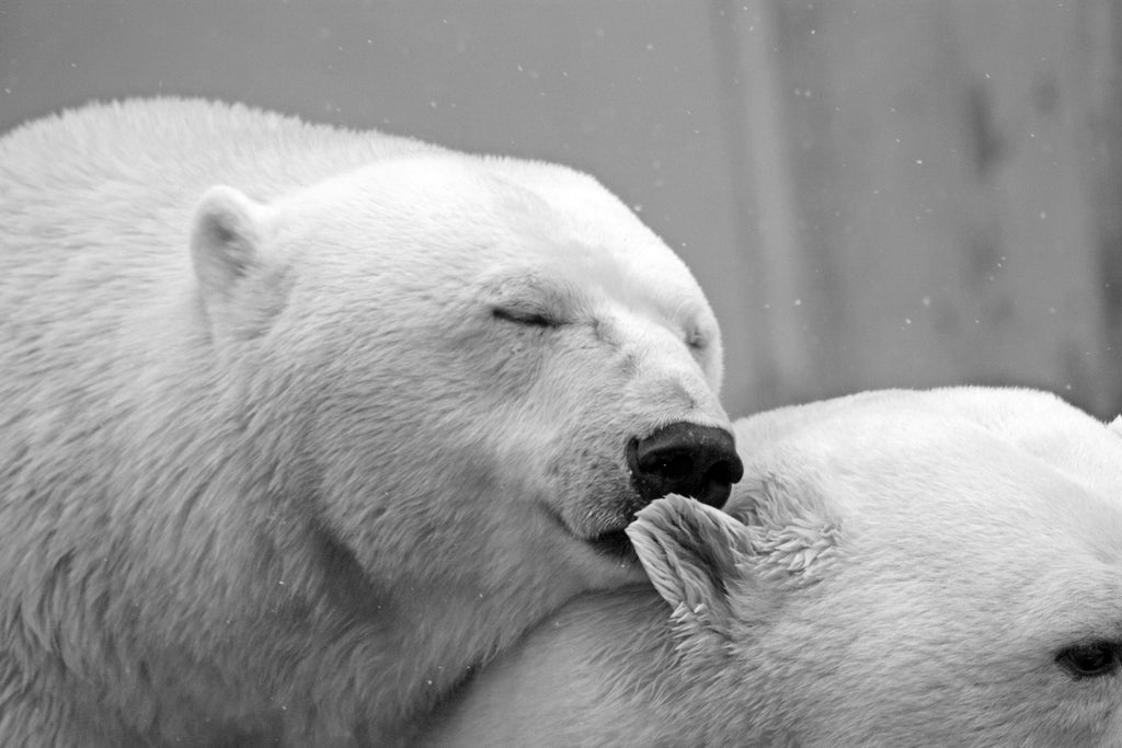 polars bears cuddling