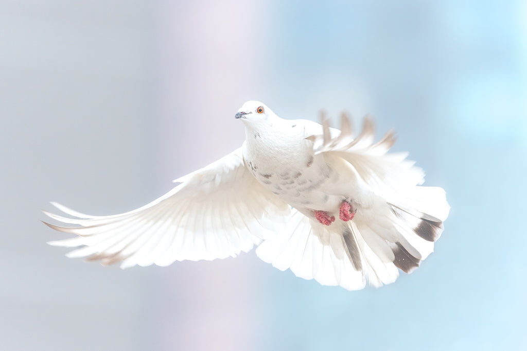 Dove flying in the symbol of freedom