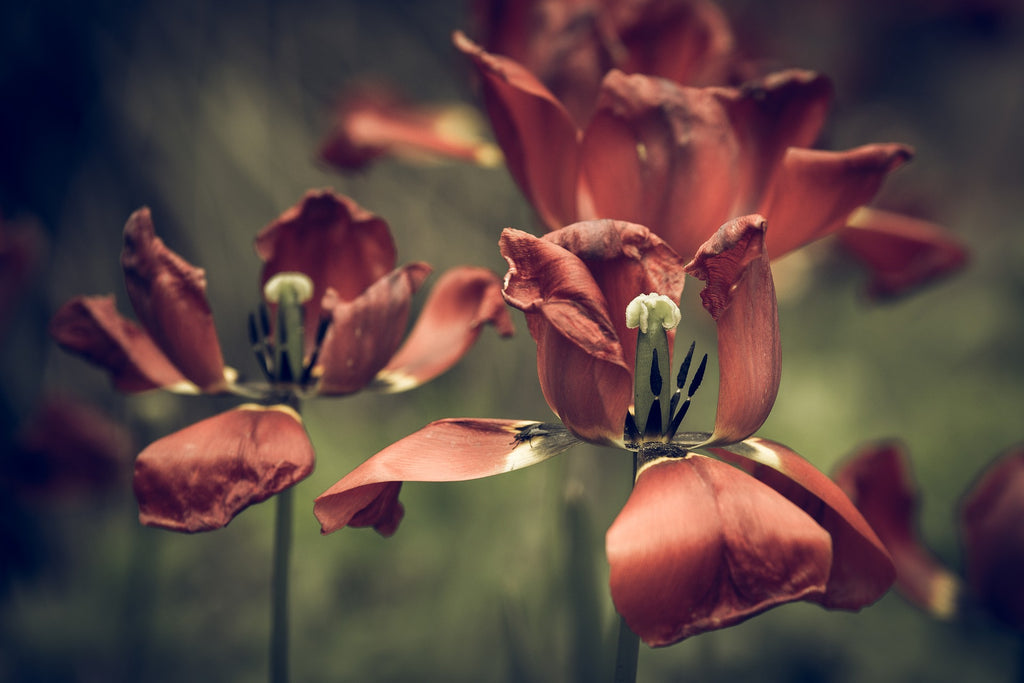 Withering flowers