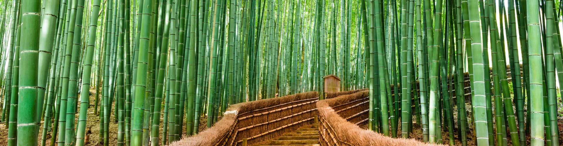 Tanya maria Organic Bamboo Forest
