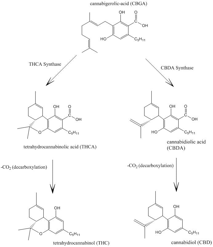 Biosynthesis