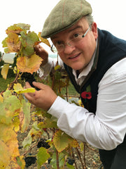 Exploring champagne Pinot Noir grapes on the vine post harvest 2018