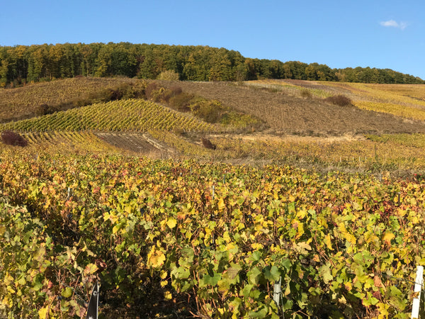 Autumnal champagne vineyards post harvest 2018