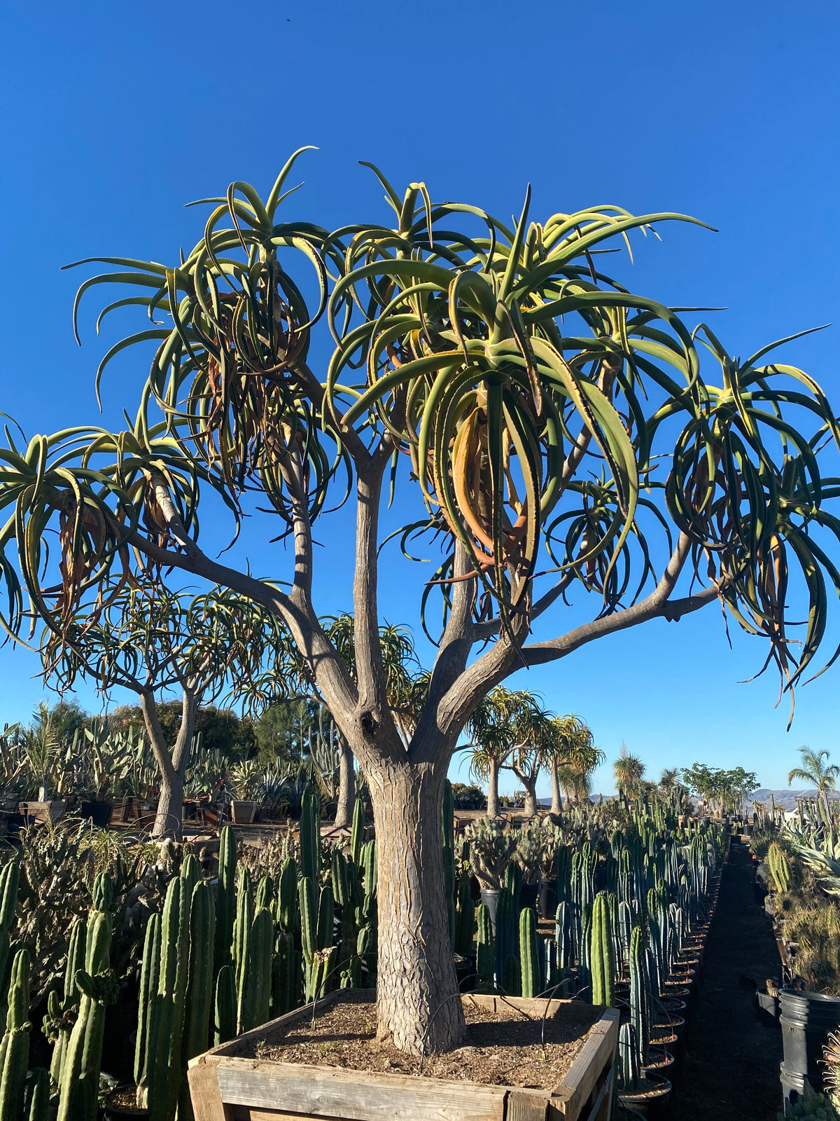 Mariscal Cactus Succulents