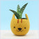 Neko Atsume succulent planter