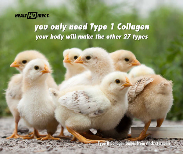 Health Direct | No need to kill the chicks - take Type 1 Collagen and your body will make all 27 other types of collagen on its own. Type II Collagen comes from the sternums of baby chickens.