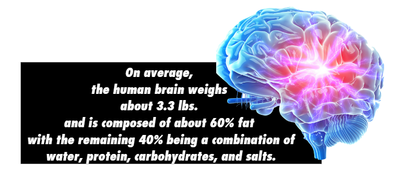 Health Direct | Your brain is made mostly of fat with water, protein, carbohydrates, and salt all weighing about 3.3 lbs