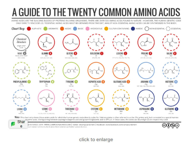 Twenty of the most common amino acids including the 9 essentials you'll find in AminoSculpt | Health Direct USA