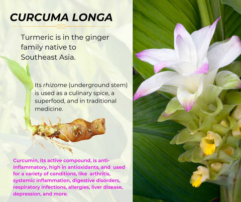 Curcuma longa is the botanical name for turmeric, part of the ginger family