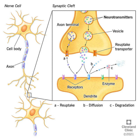 The anatomy of a neuron and neurotransmitters