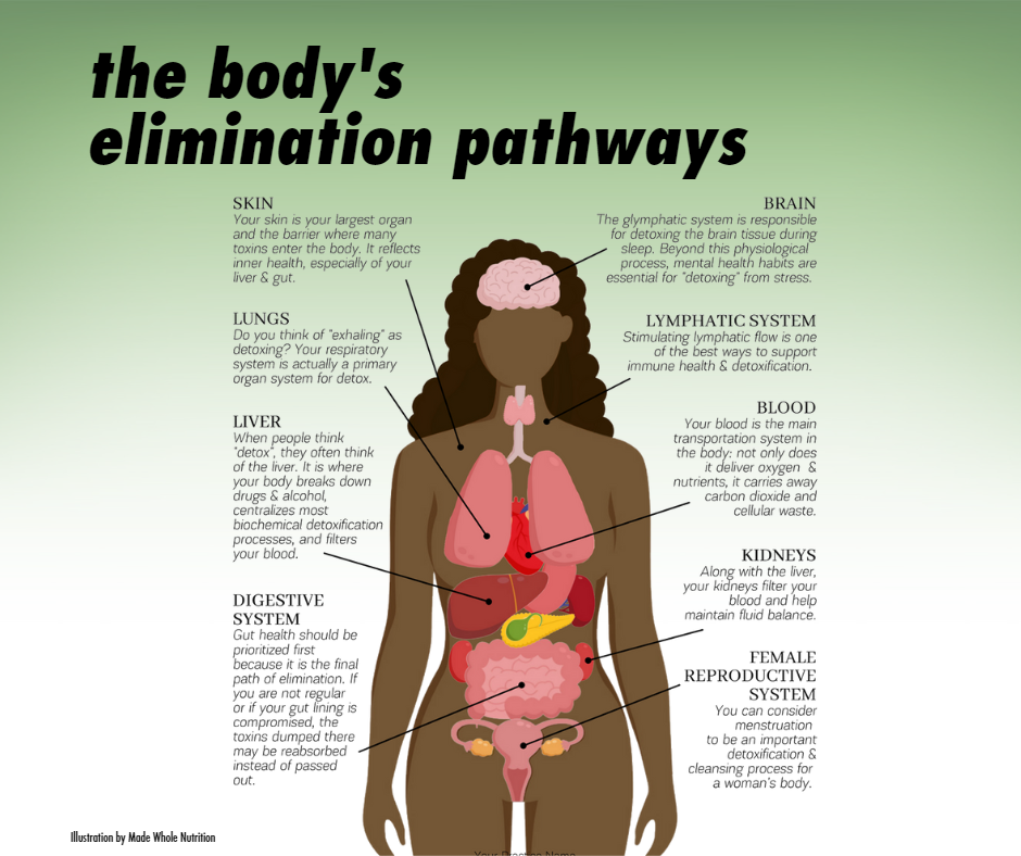 Your body's natural elimination systems for detoxification and elimination