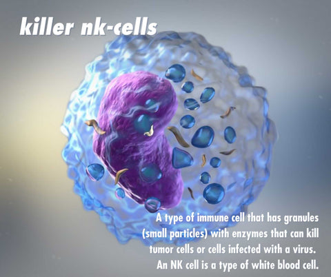 Killer NK Cells have granules and enzymes that can help kill viruses