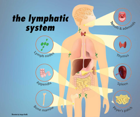 The organs of the lymphatic system help move out cellular waste