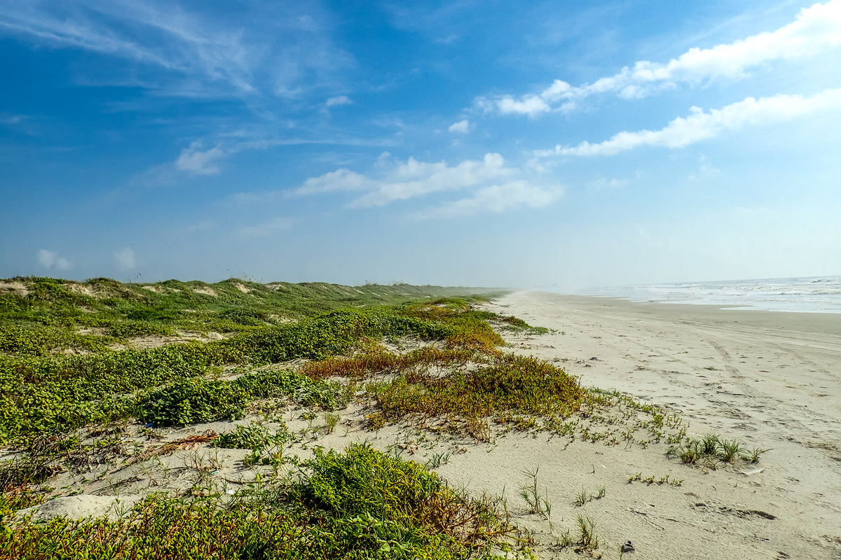 Padre Island National Seashore – The Botanical Journey