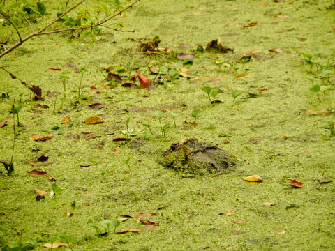 American Alligator, Alligator mississippiensis, Brazos Bend State Park, The Botanical Journey