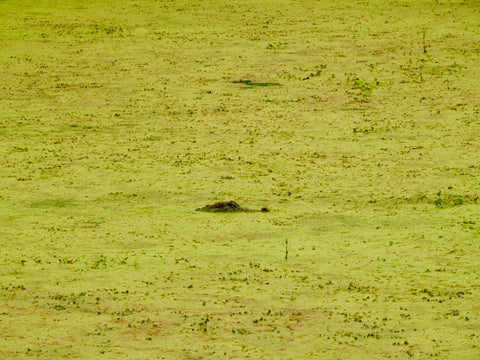 American Alligator, Alligator mississippiensis, Brazos Bend State Park, The Botanical Journey