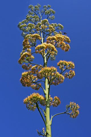 By Thomas Brown (Aloe / Maguey Flower (Agave americana)), via Wikimedia Commons