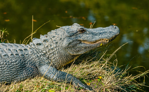 American Alligator, Alligator mississippiensis, The Botanical Journey, Kyaw Tun Unsplash