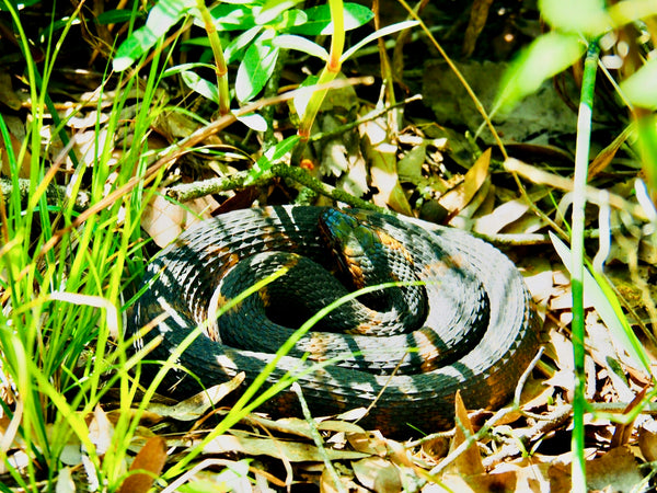 Broad Band Water Snake, Armand Bayou Nature Center, The Botanical Journey