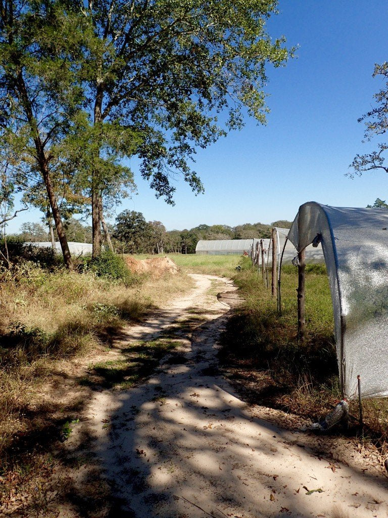 CSA Animal Farm, Organic farm, Cat Springs, Texas, 