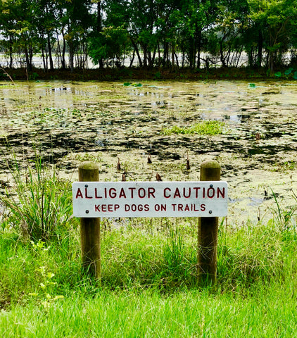 American Alligator, Brazos Bend State Park, Caution Alligator, The Botanical Journey