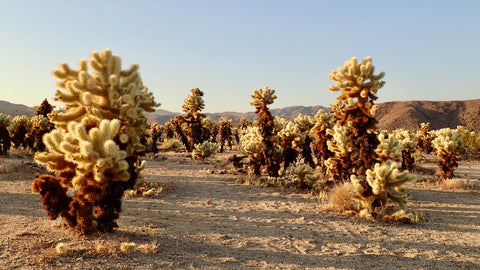 Joshua Tree, Joshua Tree National Park, National Parks, Cholla Garden