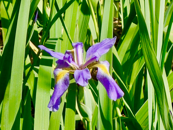 Water Iris, Iris virginica, Armand Bayou Nature Center, The Botanical Journey