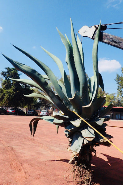 Maguey, Maguey Farm, Agave Americana, The Botanical Journey