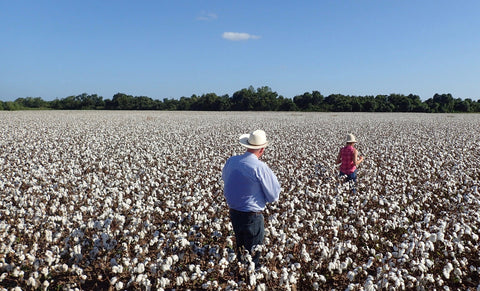 Cotton, Field of Cotton, Cotton Harvest, Heyne Ranch, Wharton County, Cotton Farm