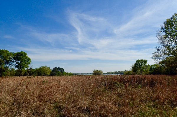Native Tall Grass Prairie, Armand Bayou, The Botanical Journey