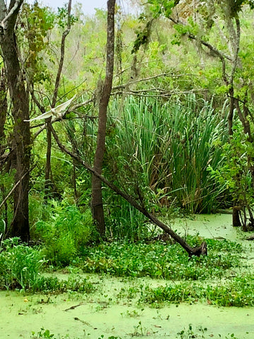 The Botanical Journey, Brazos Bend State Park, Primordial World, Jurassic Park, American Alligator