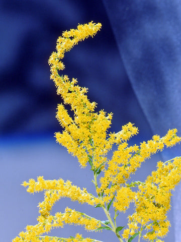 golden rod, nectar plant, fall flowers, autumn migration, butterfly plant, By T.Voekler - Own work, CC BY-SA 3.0, https://commons.wikimedia.org/w/index.php?curid=3695048