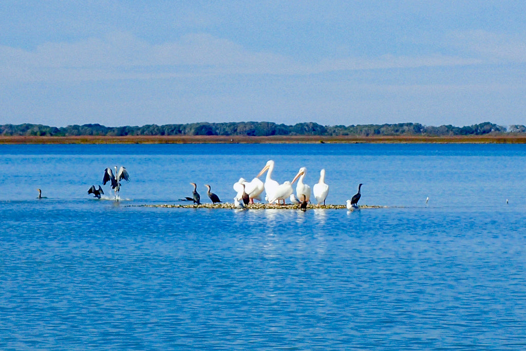 Cormorants and White Pelicans sunning in Aransas Wildlife Refuge.