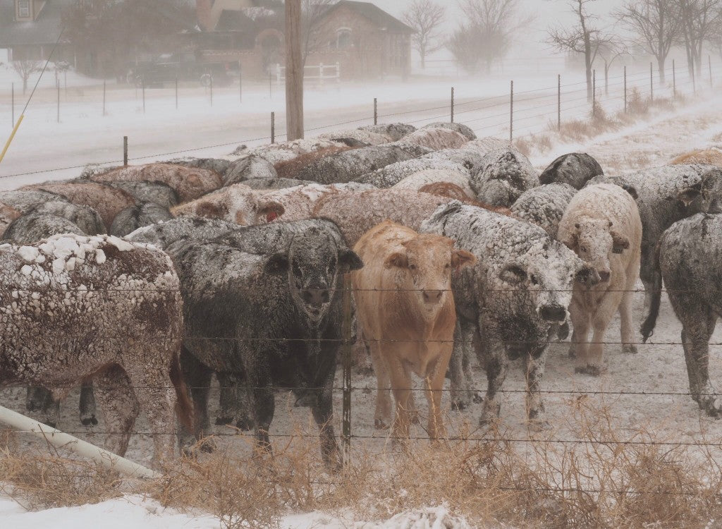 Cows in a Blizzard, Palo Duro, Palo Duro Canyon, Texas, Panhandle, Second Largest Canyon, Texas Travel