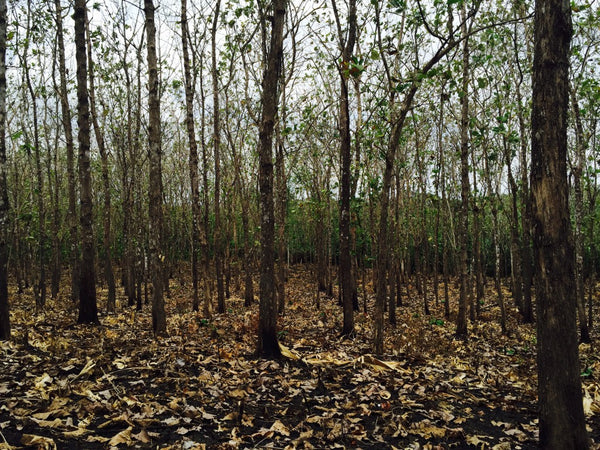 Teak Plantation, Panama, Darien 