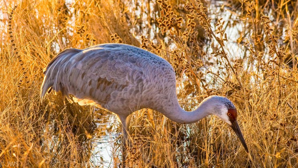 Sandhill Crane, photo credit James Skogsberg