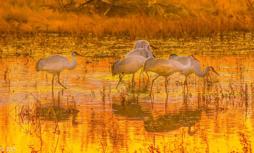 Sandhill Cranes at Sunrise, photo credit James Skogsberg